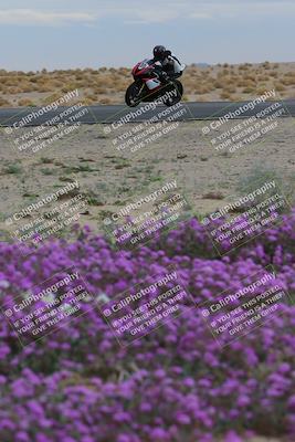 media/Jan-14-2023-SoCal Trackdays (Sat) [[497694156f]]/Turn 14 Exit Bloomig (145pm)/